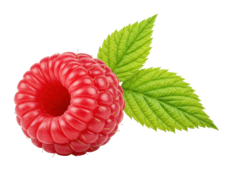 Fresh raspberry harvest farm field food natural setting healthy eating concept. Cut out png
