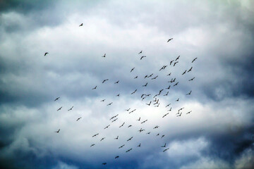 Rock Pigeons (Columba livia) flying