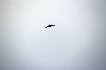 Silhouette of an Australian Raven (Corvus coronoides)