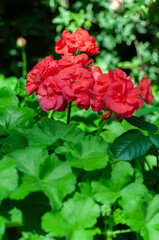 Close-up of red geranium flowers with green leaves, ideal for garden center promotions, plant catalogs, and horticulture marketing materials.
