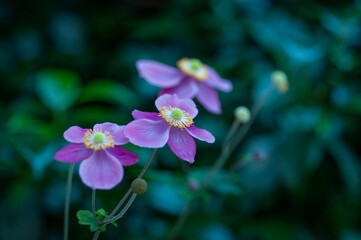Close-up of pink Anemone japonica flowers in a garden setting. Perfect for gardening blogs, plant catalogs, botanical guides, and horticulture marketing projects.