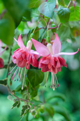 Pink and red fuchsia flowers with buds and green leaves, soft bokeh background. Ideal for botanical...