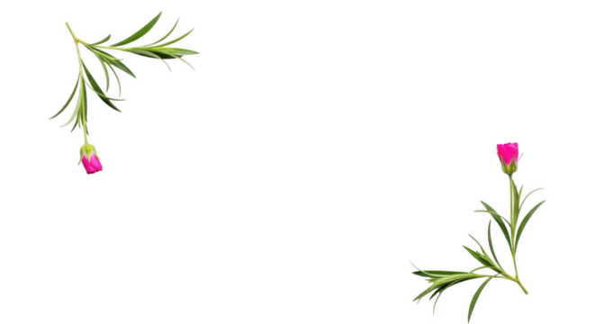 Delicate pink buds adorn green leafy branches creating a charming floral border against a black background