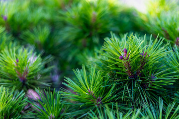 Selective focus of green, tiny and needle-like foliage leaves, A pine is any conifer in the genus...