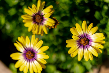 Selective focus of yellow Cape marguerite in garden with green leaves, Spaanse margriet flowers with purple pollen, Dimorphotheca ecklonis or Osteospermum is an ornamental plant, Natural background.