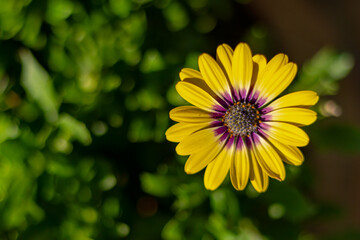 Selective focus of yellow Cape marguerite in garden with green leaves, Spaanse margriet flowers with purple pollen, Dimorphotheca ecklonis or Osteospermum is an ornamental plant, Natural background.