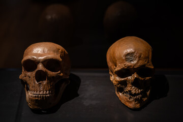 A display of a human skull and a prehistoric human skull side by side against a dark background.
