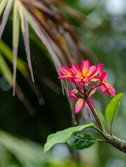 Obraz premium Fleurs rose et jaune du frangipanier - Plumeria