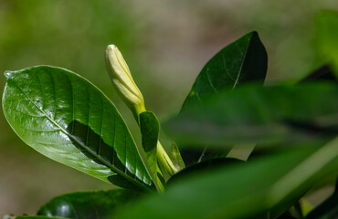 Bouton de la fleur de Tiare Tahiti - Gardenia Tahitensis