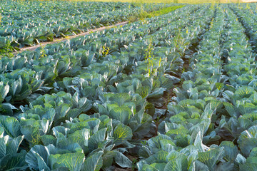 Cabbage field thriving in early morning light on a warm day in the countryside