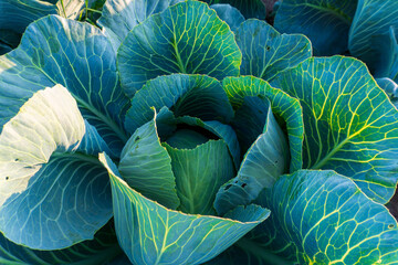 Obraz premium Fresh green cabbage grows in a sunny garden bed with vibrant leaves and intricate patterns, showcasing nature's beauty
