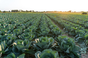 Vast cabbage field stretches under the evening sun in rural landscape with mountains in the distance