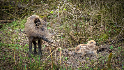 A beautiful wild boar sow with her two striped piglets in the Auenwälder (floodplain forests) of...