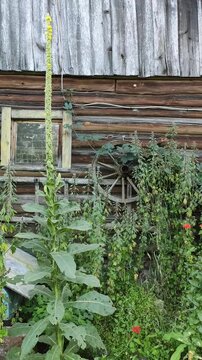 Tall mullein plant with yellow flowers blooming along a vertical spike. Old rural shed wall setting emphasizes ecological diversity and herbal significance.