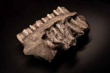A find of the lower jaw of a prehistoric horse with teeth against a black background.
