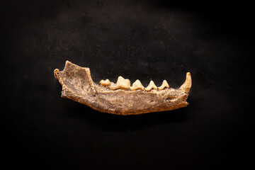 A find of the lower jaw of a prehistoric Arctic fox.
