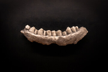 A find of the lower jaw of a prehistoric polar reindeer.
