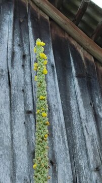 Common mullein plant with a tall stem and soft velvety leaves growing in a natural environment. 