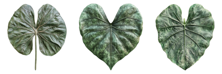 Three leafy green plants with a heart shape in the middle