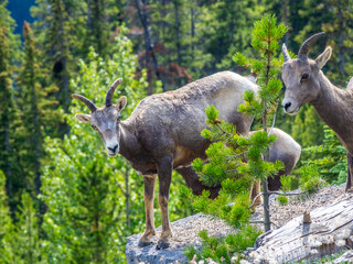  Group of bighorn sheep standing in a forest clearing