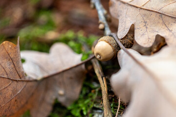 An acorn resting on a fallen oak leaf in a woodland setting during autumn
