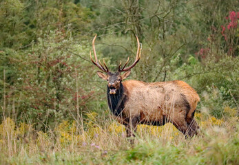 Elk Bull Singing his Song Bugling Fall Rut