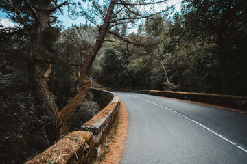 Curving asphalt road through a dense forest, bordered by moss-covered stone guardrails and...