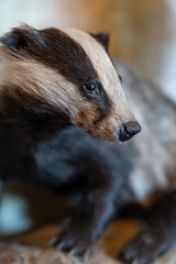 Close-up of a mounted badger head.
