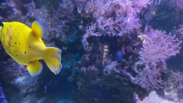 A stunning underwater close-up of a vibrant yellow pufferfish with black spots, swimming in an aquarium. The fish is the main focus, with colorful coral and other marine life blurred in the background