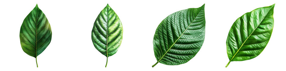 Four different green leaves are shown in a row