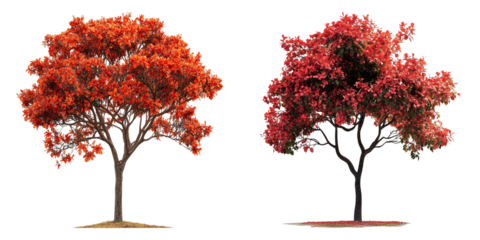 Two trees with red leaves