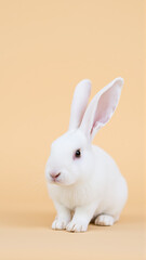 Obraz premium Cute white bunny on isolated peach background colors