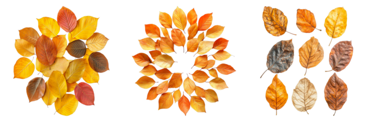 Three different sets of leaves are shown in various colors