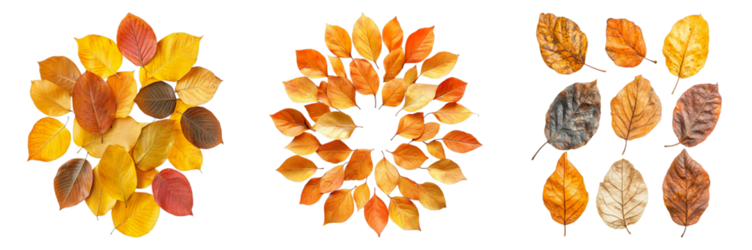 Three different sets of leaves are shown in various colors