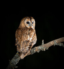 Tawny owl perched on a branch watching for game