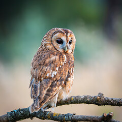 Tawny owl perched on a branch watching for game