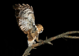 Tawny owl perched on a branch watching for game