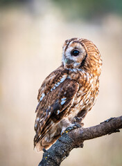 Tawny owl perched on a branch watching for game