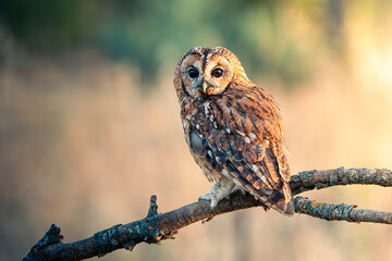 Tawny owl perched on a branch watching for game