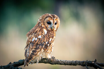 Tawny owl perched on a branch watching for game