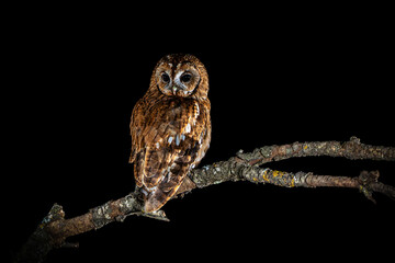Tawny owl perched on a branch watching for game