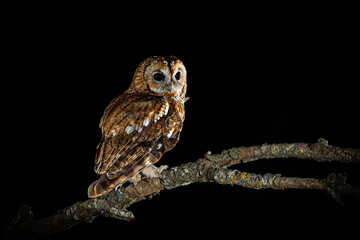 Tawny owl perched on a branch watching for game