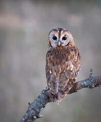 Tawny owl perched on a branch watching for game