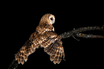 Tawny owl perched on a branch watching for game