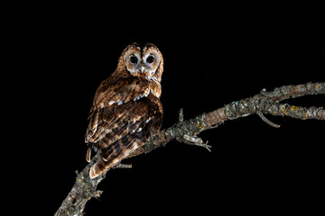 Tawny owl perched on a branch watching for game