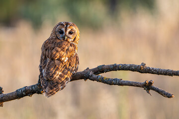 Tawny owl perched on a branch watching for game