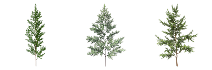 Three trees are shown in a row, with the middle one being the tallest