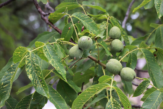 Close Up Of Unripe Green Walnuts (Juglans Regia) Growing On A Tree Branch With Green Leaves In An Orchard. Summer Harvest And Gardening Concept.