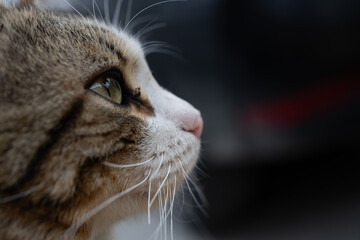 portrait of a cat