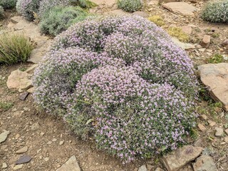 Blooming thyme shrub surrounded by rocky terrain in Atlas Mountains backdrop